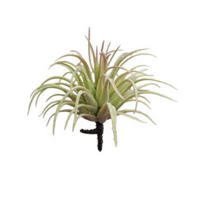 Tillandsia Rubra green - 12 cm